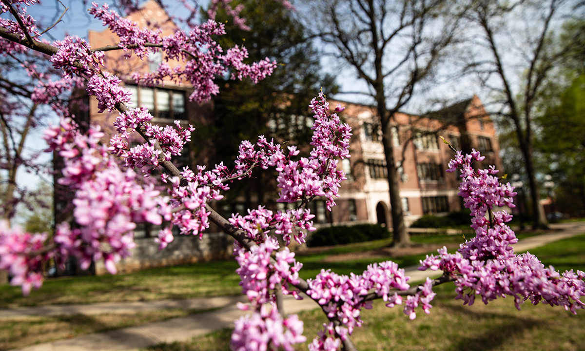 Spring flowers on campus.