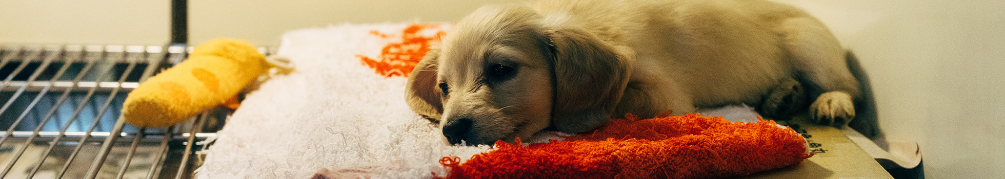 A puppy laying down in a crate.