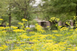 A photo displaying wildflowers on campus