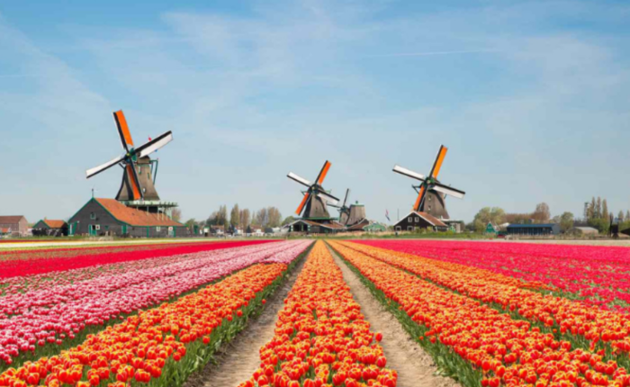 Windmills in the Netherlands with field of orange and pink tulips