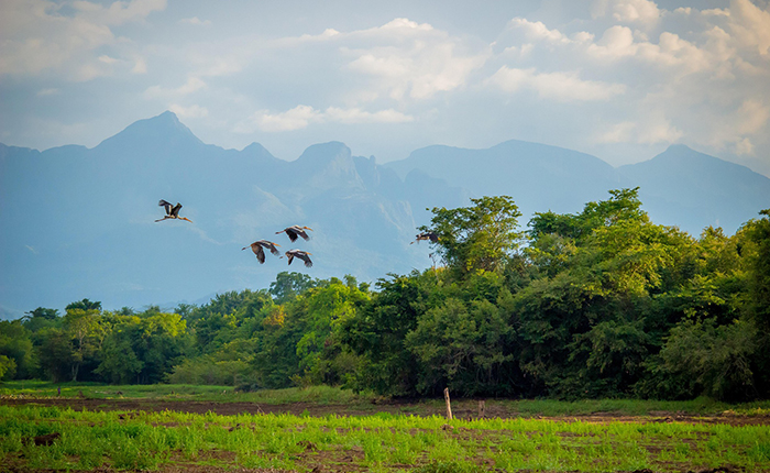 Birds flying in Sri Lanka